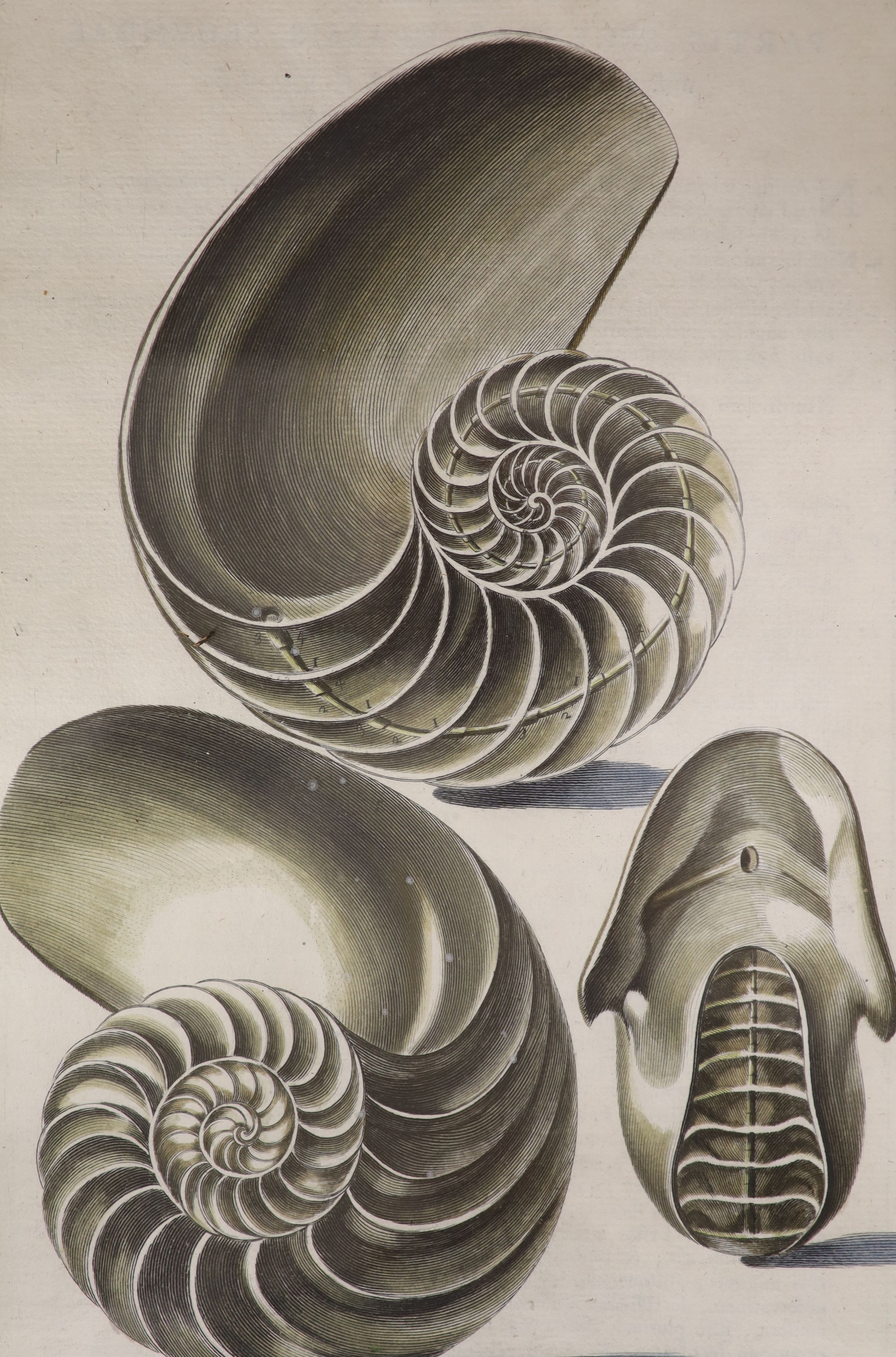 Pazzi after Menabuoni, four hand coloured engravings, Studies of shells, 41 x 26cm and a set of four hand coloured botanical engravings of Orchids, 26 x 22cm
